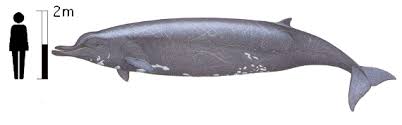 Society for marine mammalogy, www.marinemammalscience.org, consulted on 16 april 2019. Discovering Whales Baird S Beaked Whale