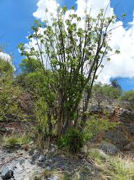 Image result for Obetia