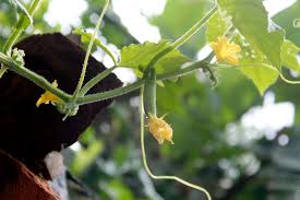 Image result for female flowers cucumber