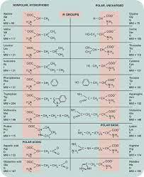 Amino Acids Chart Handy For Any Biochem Major Teaching Chemistry Chemistry Lessons Chemistry Classroom