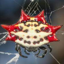 They also frequent plant nurseries and are commonly seen in citrus groves. Here Is A Spiny Orb Weaver Spider They Are So Dang Cool Look At Those Spikes I Love His Beady Little Eyes Spider Arachnid Spinyorbweaver Spinyorbweaver