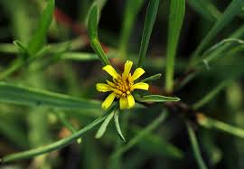 Image result for Geigeria africana