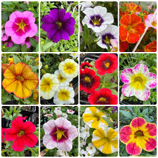 Image result for foto Million Bells