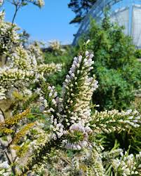 Image result for Fabiana imbricata