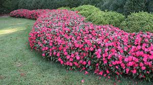 With proper care, during the. Planting Annuals Impatiens With Video Proplugger