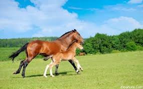 صوره الخيل صور الخيول البرية اجمل صور الخيول البرية Horse Pictures Horses Horse Wallpaper