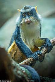 Wolf S Mona Guenon Monkey Animals Unusual Animals Cute Animals