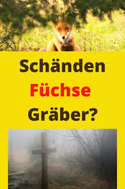 Vor allem junge triebe an bäumen und sträuchern haben es ihnen angetan. Fuchs Im Garten Am Helllichten Tag Was Tun 100 Neu Outdoorando