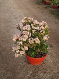 Image result for Crassula alticola