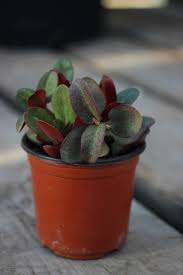 Image result for Multidentia crassa