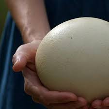 Cara menetaskan telur ayam secara manual perlu untuk diketahui, terutama untuk pebisnis pemula di bidang peternakan ayam. Unik Restoran Ini Menyajikan Menu Telur Burung Unta Citizen6 Liputan6 Com