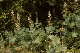 Image result for Macleaya