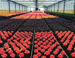 A fun place to visit and purchase cactus and succulents!! 25 Beautiful Orlando Area Locations You Probably Didn T Know About But Should