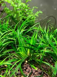 Image result for Eriocaulon schimperi