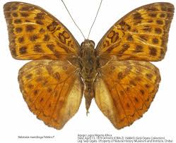 Image result for Hypselodelphys scandens