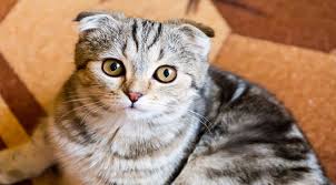 Scottish Fold Karakteri