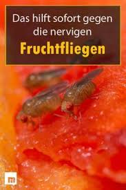 Fruchtfliegenfalle Selber Machen So Geht Es Ganz Einfach Fruchtfliegenfalle