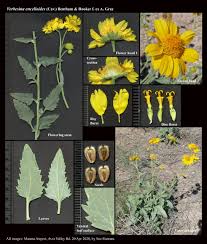 Image result for Verbesina encelioides