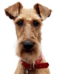 Find tibetan terriers for sale on oodle classifieds. Irish Terrier Puppies For Sale Adoptapet Com