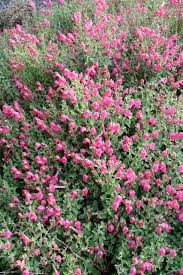 Image result for Scutellaria violascens