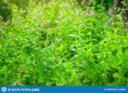 Полевая мята имеет множество полезных свойств, которые. Dikaya Myata Na Prirodnom Fone Stokovoe Izobrazhenie Izobrazhenie Naschityvayushej 159360769