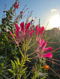 Image result for Cleome bororensis
