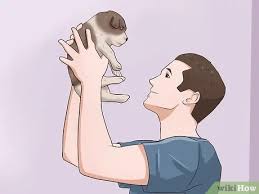 Although puppies may be eating solid foods by 5 to 6 weeks of age, this doesn't mean they are ready to leave the litter. How To Wean Puppies 10 Steps With Pictures Wikihow