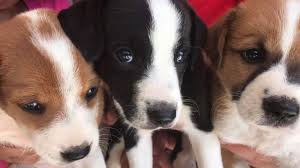 When you adopt love, you're changing their life and yours. Why This Bad Pandemic Might Be Good For Dogs
