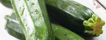 zucchini pflanzen und pflegen zucchini pflanzen pflanzen garten bepflanzen