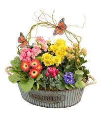 This Decorative Tin Contains A Variety Of Blooming Plants Plants May Include But Are Not Limited To B Same Day Flower Delivery Flower Delivery Blooming Plants