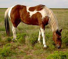 American Paint Horse Wikipedia
