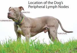 How have you handled this if you have been in this situation? Canine Lymphoma Risk Factors Symptoms Diagnosis And Treatment Whole Dog Journal