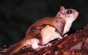 See all formats and editions hide other formats and editions. Flying Squirrel Facts Lesson For Kids Study Com