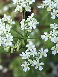 This is a video of the wild edible plant called whiskbroom parsley. Cow Parsley Plugs Anthriscus Sylvestris Uk Delivery Naturescape