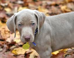 Little Weimaraner Weimaraner Puppies Weimaraner Yellow Labrador Puppy