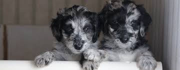 Grown and raised on our small farm in northern california. Aussiedoodles Aussiedoodles By Jane And Now Lucy
