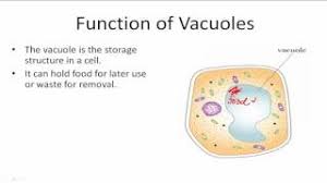 Function of vacuole in plant cell quizlet. What Is The Function Of The Vacuole 99science
