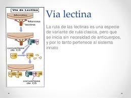 Las lectinas reconocen carbohidratos, mientras que las. Sistema De Complemento
