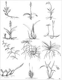 Image result for Schizochilus sulphureus