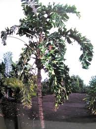 Image result for Aiphanes