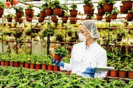 Image result for Gouania longispicata