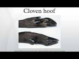 They need toes like that, to nevertheless these ye shall not eat of them that chew the cud, or of them that divide the cloven hoof; Cloven Hoof Youtube