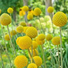 There are 40155 button flower for sale on etsy, and they cost nz$11.24 on average. Craspedia Seeds Craspedia Globosa Billy Button Drumstick Flower Seed
