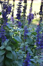 Check spelling or type a new query. Florida Friendly Indigo Spires Native Plants Florida Native Plants Plants