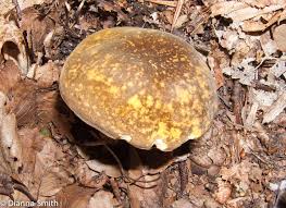 Image result for Xanthoconium separans