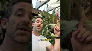 A New Way to Hang Staghorn Ferns!