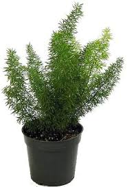 The foliage will yellow if the plant is allowed to stay too dry too long or if the transplant in a container large enough to keep the young plants from tipping over. Amazon Com Foxtail Fern Asparagus Meyerii 4 Pot Easy To Grow Houseplant Live Plant Garden Outdoor
