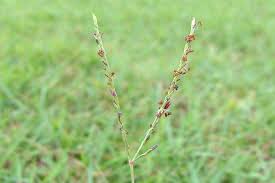 Image result for Digitaria bidactyla