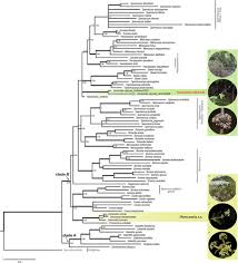 Image result for Spermacoce subvulgata