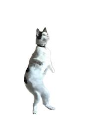 Via Giphy Giphy Cat Gif Cats